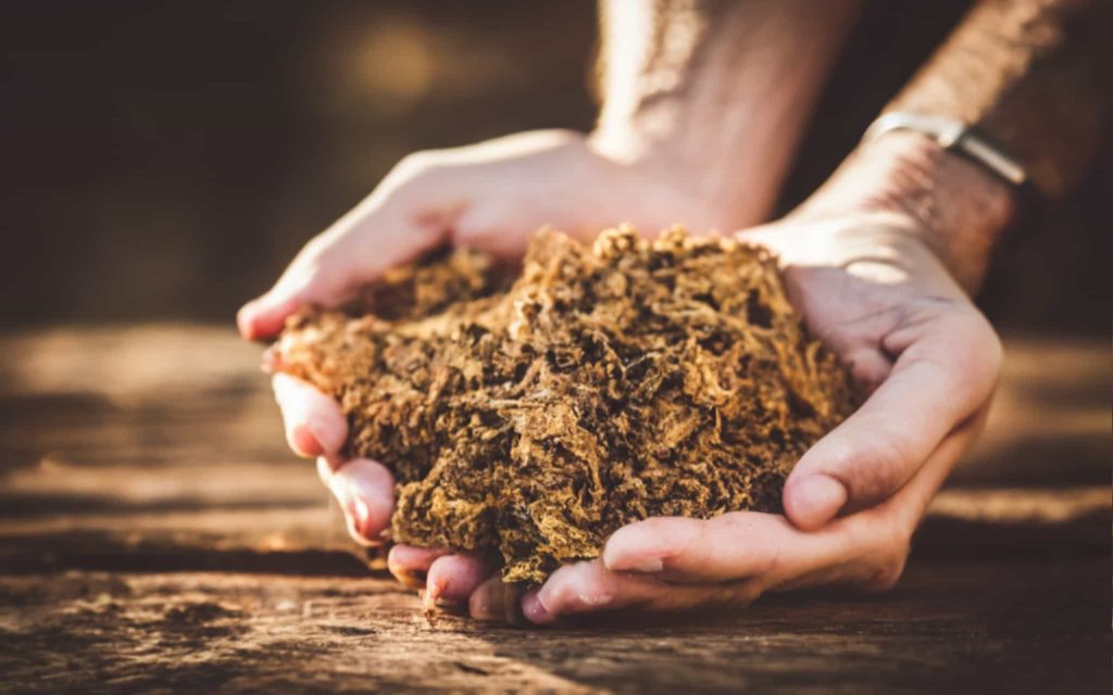 Virginia tobacco farmer inspecting his crop